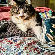 Charlotte Marie joined the competition — help win amazing prizes! cat, closeup, comfortable, cozy, cup, curious, decor, dragonfly_ornament, feline, floral_bedspread, home, indoor, knitted_blanket, pet, relaxed, resting, tabby, tableware, warm_lighting, white_fur