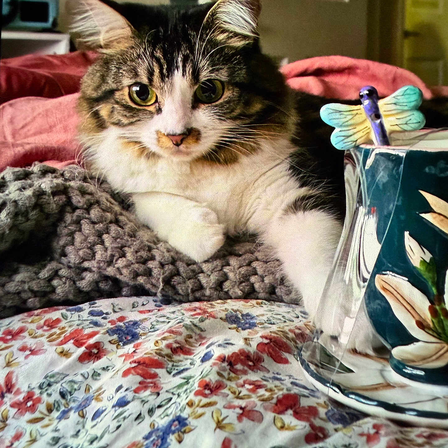 Charlotte Marie joined the competition — help win amazing prizes! cat, closeup, comfortable, cozy, cup, curious, decor, dragonfly_ornament, feline, floral_bedspread, home, indoor, knitted_blanket, pet, relaxed, resting, tabby, tableware, warm_lighting, white_fur