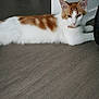 cat, orange, white, indoor, floor, animal, pet, relaxed, stretching, fur, ears, curious, looking, wall, home, domestic, mammal, whiskers, collar, resting
