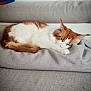 animal, blanket, cat, couch, cozy, domestic, ears, feline, fur, home, indoor, orange_and_white, peaceful, pet, relaxed, resting, sleeping, soft_texture, tail, whiskers