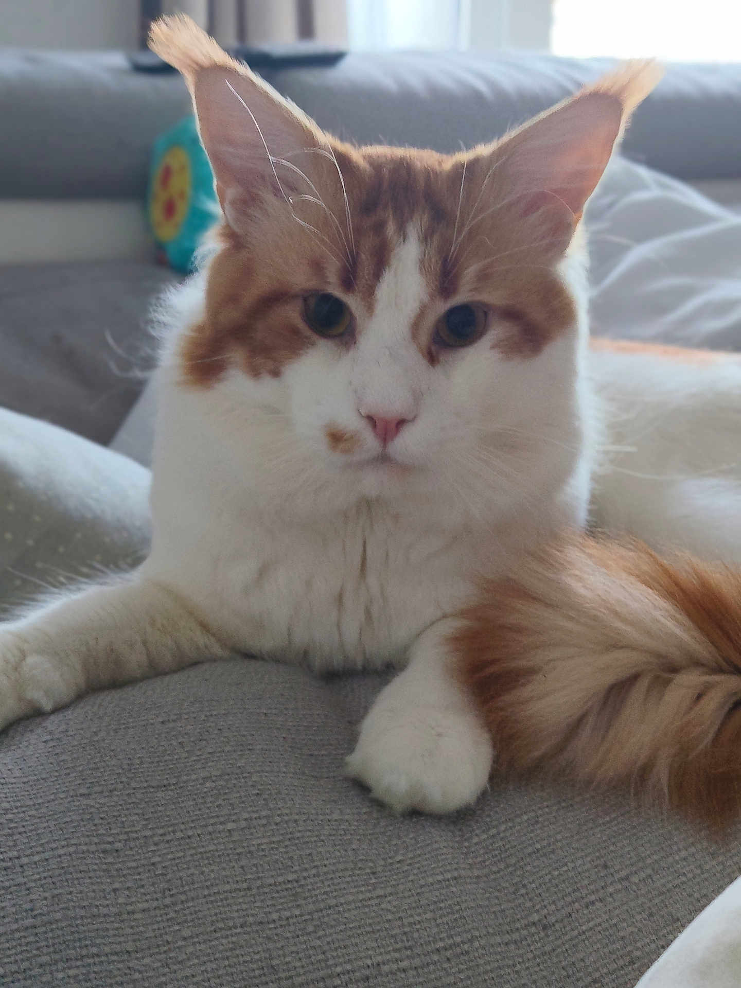 Roukki participe au concours pour gagner de l'argent avec cette photo : cat, fluffy, orange_and_white, pet, indoor, couch, tail, relaxed, close_up, feline, whiskers, ears, paws, home, cozy, fur, animal, laying_down, domestic_cat, curious