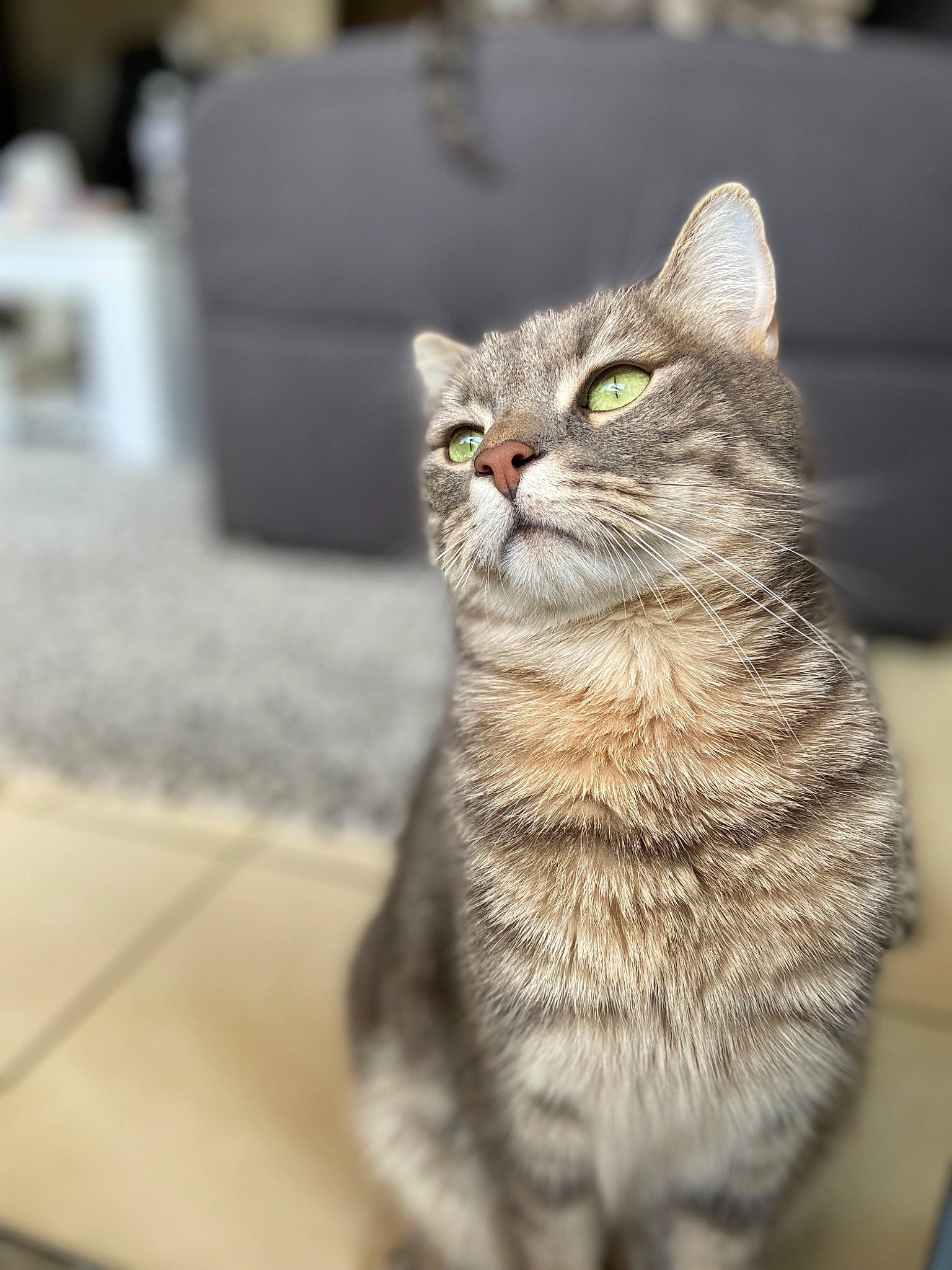 Prince participe au concours pour gagner de l'argent avec cette photo : carnivore, cat, claw, domestic_short_haired_cat, felidae, fur, grey, paw, sitting, small_to_medium_sized_cats, snout, tail, terrestrial_animal, whiskers, wildlife