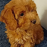 Mollie is registered to the contest to win money with this photo: adorable, animal, brown, carpet, companion, curly_fur, cute, dog, domestic, fluffy, furry, indoor, looking_away, mammal, pet, portrait, puppy, sitting, small, young