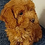adorable, animal, brown, carpet, companion, curly_fur, cute, dog, domestic, fluffy, furry, indoor, looking_away, mammal, pet, portrait, puppy, sitting, small, young