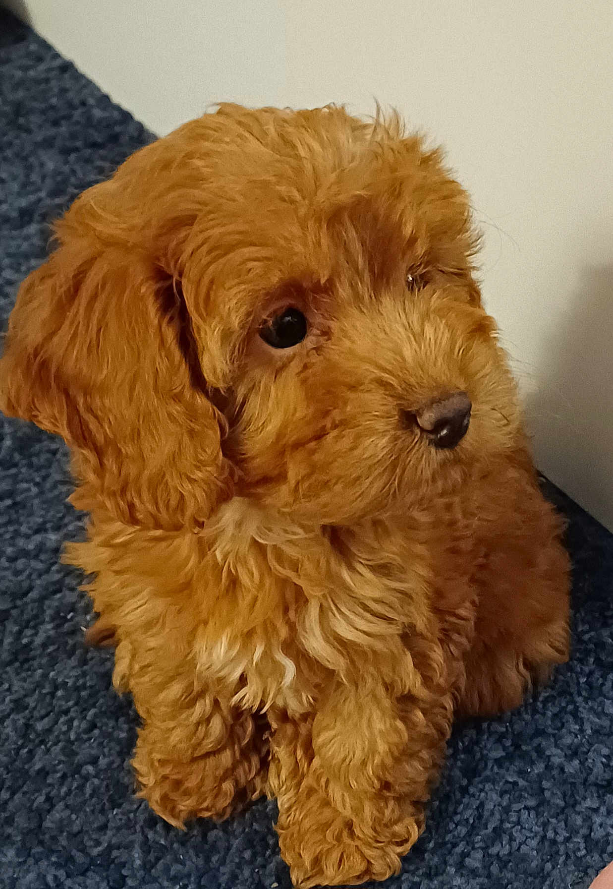 Mollie