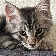 Nabo joined the competition — help win amazing prizes! kitten, cat, gray_fur, tabby, close_up, pet, animal, whiskers, ears, face, resting, cute, young, feline, indoor, soft_fur, texture, curious, portrait, lying_down