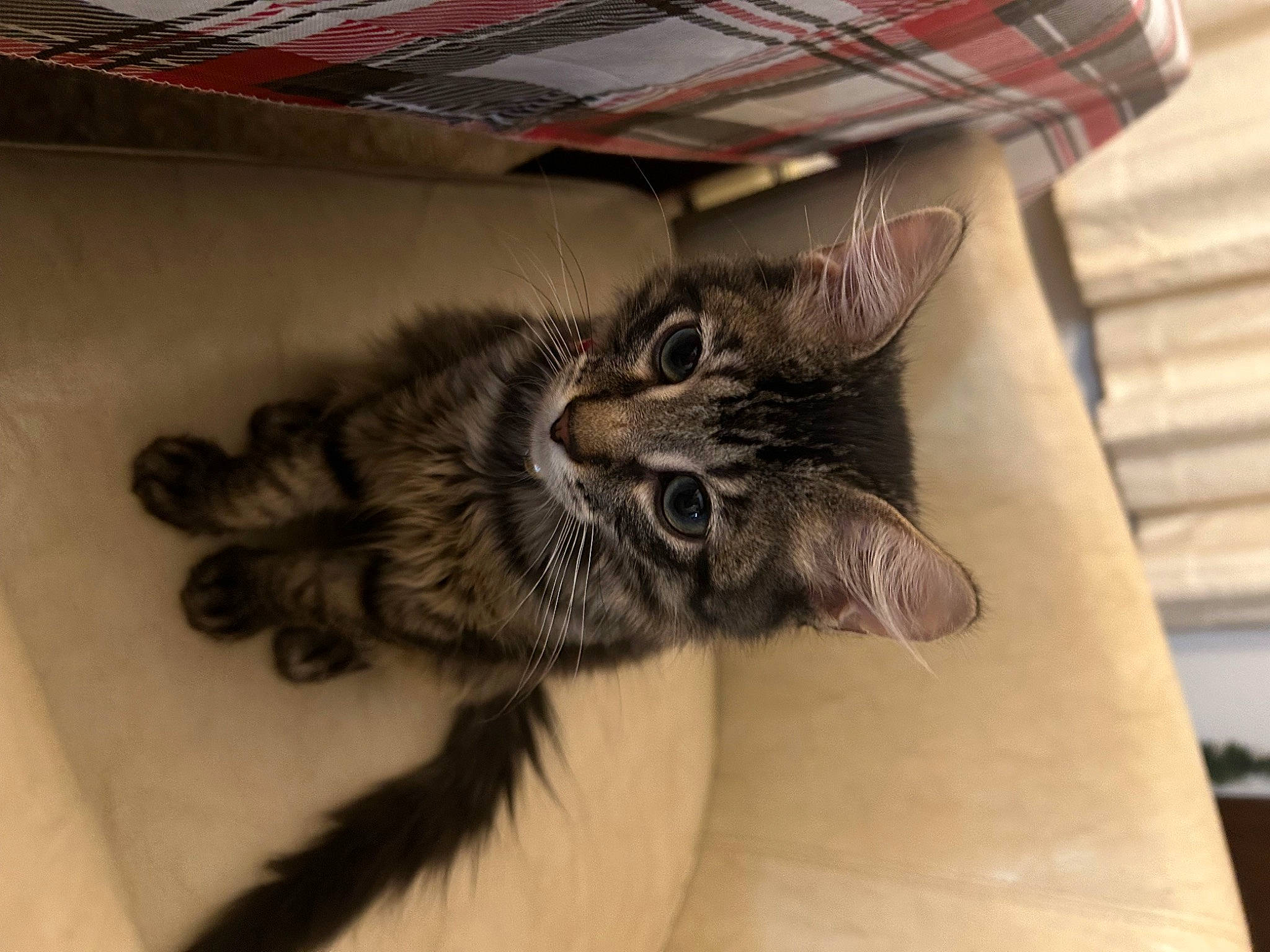 Freddie joined the competition — help win amazing prizes! carnivore, cat, claw, comfort, domestic_short_haired_cat, ear, felidae, flooring, fur, hardwood, nap, paw, small_to_medium_sized_cats, snout, tail, whiskers