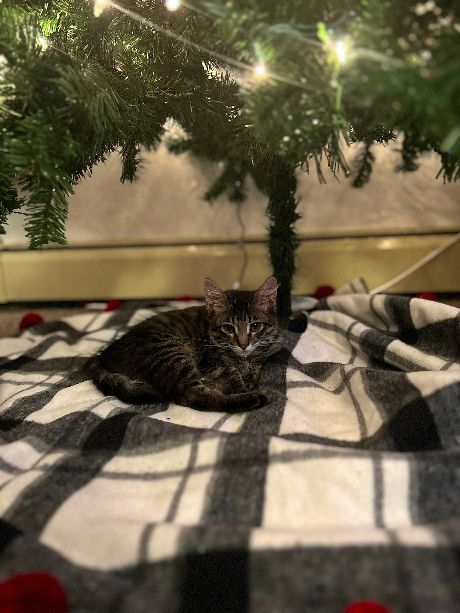 Freddie joined the competition — help win amazing prizes! branch, carnivore, cat, domestic_short_haired_cat, felidae, flooring, fur, grass, plant, road_surface, small_to_medium_sized_cats, snout, sunlight, tail, tints_and_shades, tree, twig, whiskers, winter, wood