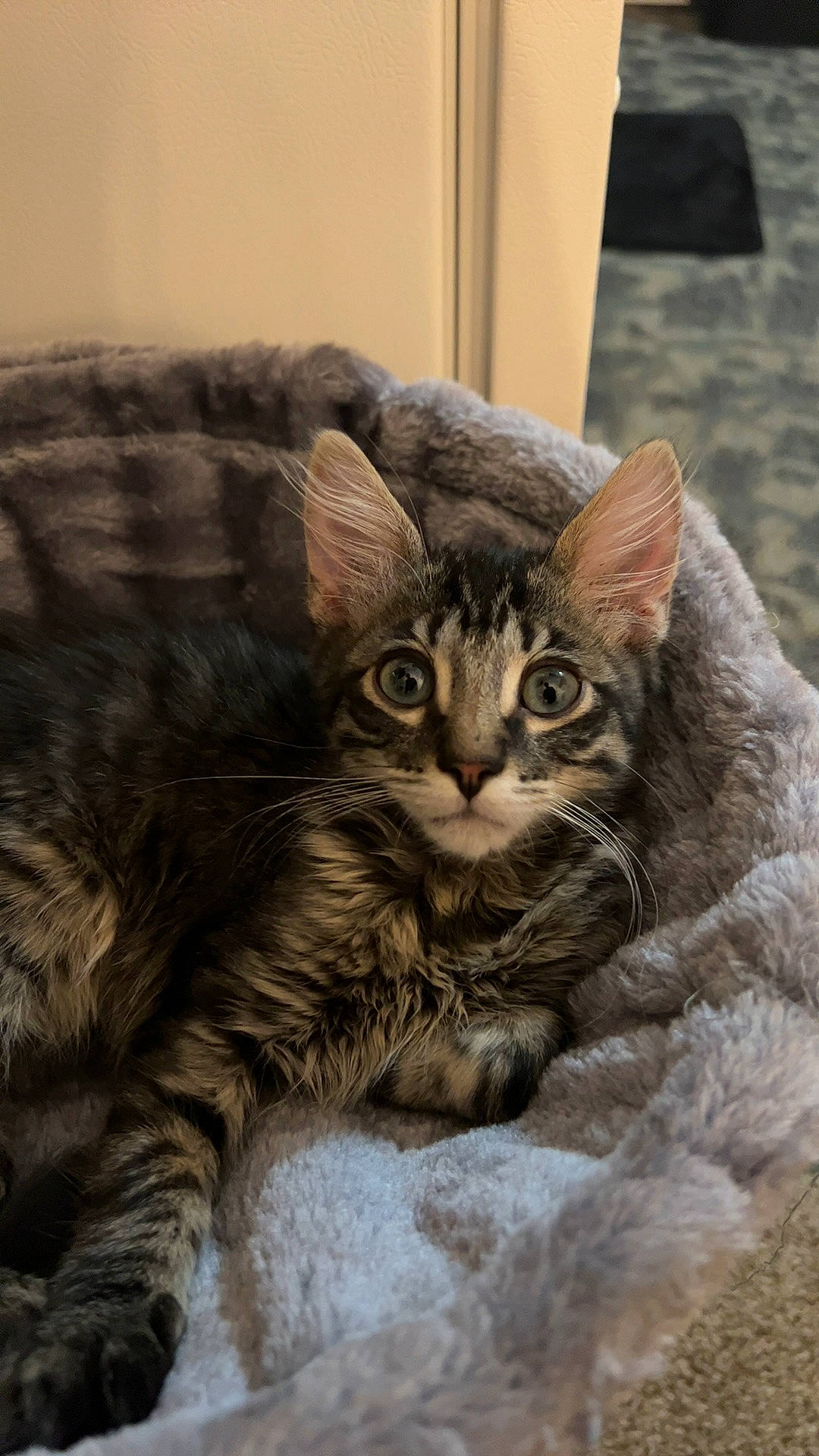 Freddie is registered to the contest to win money with this photo: carnivore, cat, claw, comfort, domestic_short_haired_cat, door, felidae, fur, paw, sitting, small_to_medium_sized_cats, snout, tail, terrestrial_animal, tree, whiskers, wildlife, window, wood