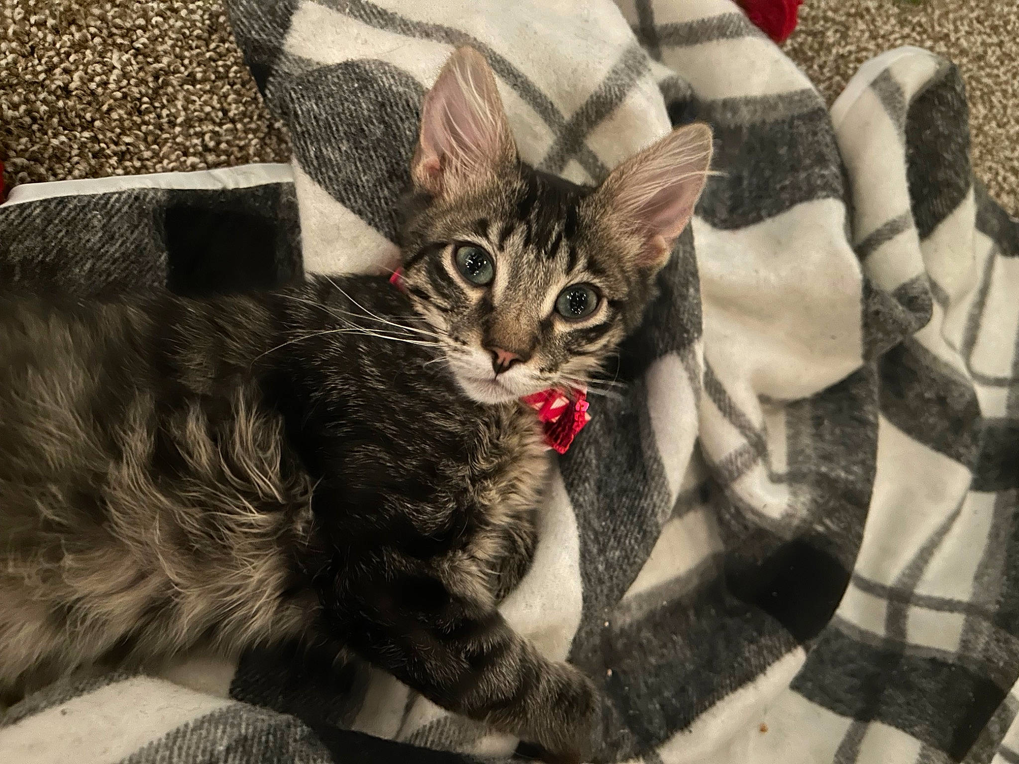 Freddie is registered to the contest to win money with this photo: carnivore, cat, claw, couch, domestic_short_haired_cat, felidae, fur, grass, grey, human_leg, pattern, paw, photo_caption, sitting, small_to_medium_sized_cats, snout, tail, tree, whiskers, wildlife