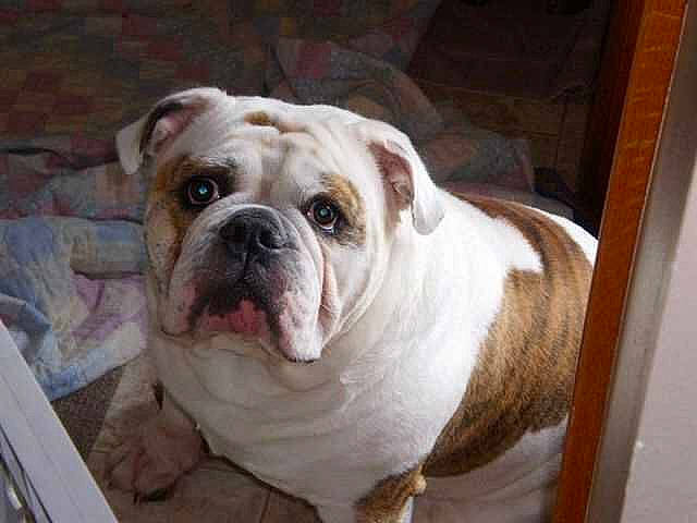 Chubbs joined the competition — help win amazing prizes! bored, bulldog, canidae, carnivore, comfort, companion_dog, dog, dog_breed, fawn, non_sporting_group, snout, sporting_group, terrestrial_animal, wood, wrinkle