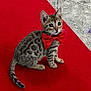 adorable, animal, attention, cat, cute, domestic_cat, ears, feline, floor, indoor, kitten, pet, red_bow_tie, red_carpet, sitting, small, spotted_fur, tail, whiskers, young