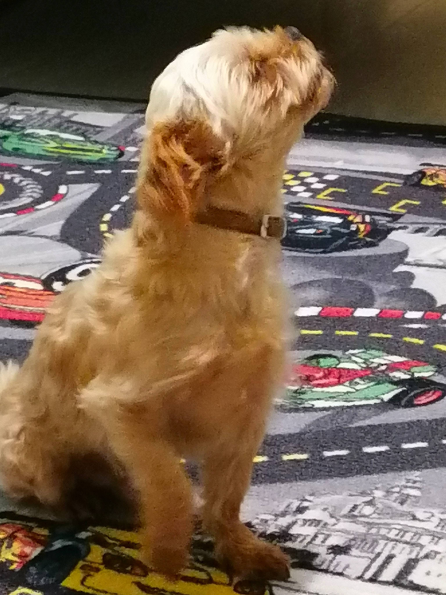 Louki participe au concours pour gagner de l'argent avec cette photo : canidae, carnivore, companion_dog, dog, dog_breed, dog_sports, dog_supply, fawn, flooring, fur, gun_dog, liver, non_sporting_group, paw, small_terrier, snout, sporting_group, tail, terrier, working_dog