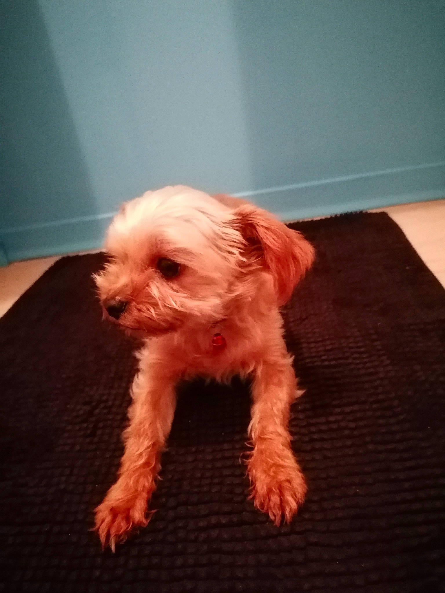 Louki a rejoint le concours — aidez-le/la à gagner de superbes lots ! canidae, carnivore, companion_dog, dog, dog_breed, fawn, flooring, fur, hardwood, liver, maltepoo, small_terrier, snout, sporting_group, tail, terrier, toy_dog, working_animal, working_terrier, yorkipoo