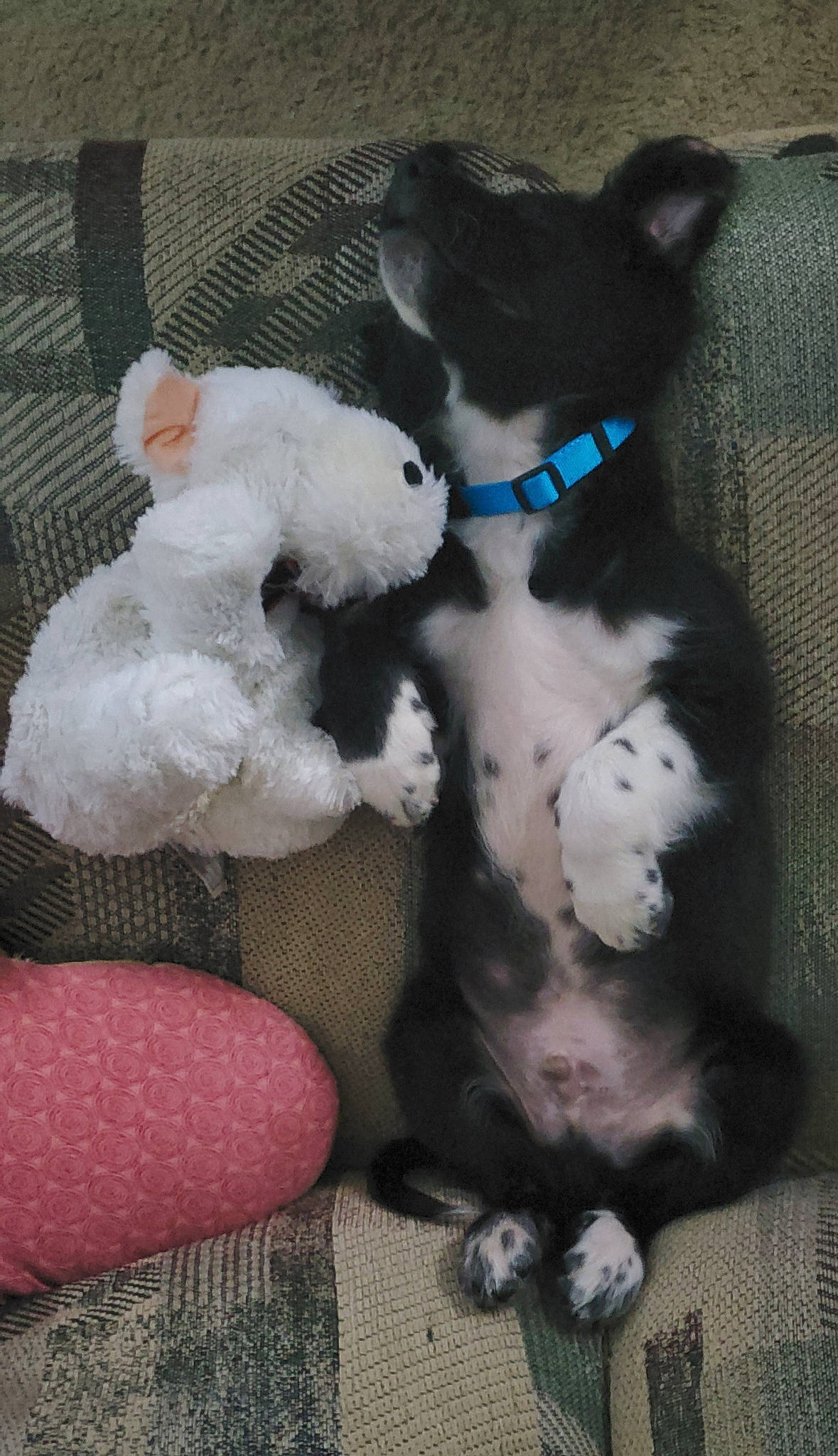 Atticus is registered to the contest to win money with this photo: baby_toys, carnivore, companion_dog, dog_breed, dog_supply, dog_toy, fur, paw, pet_supply, plush, snout, stuffed_toy, teddy_bear, terrestrial_animal, toy, wool, working_animal