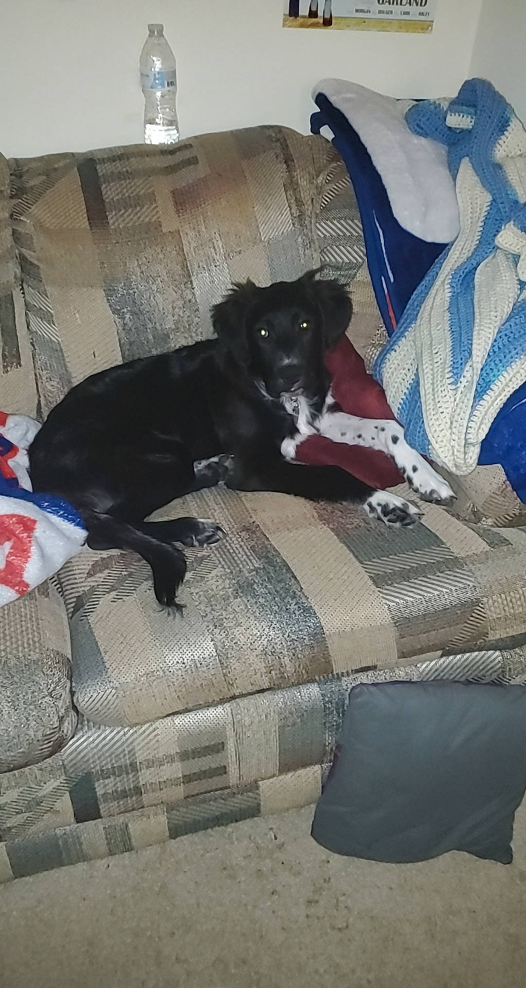 Atticus joined the competition — help win amazing prizes! canidae, carnivore, companion_dog, dog, dog_breed, dog_supply, linens, pet_supply, sporting_group, working_animal, working_dog