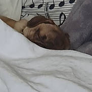 Paupiette a rejoint le concours — aidez-le/la à gagner de superbes lots ! blanket, brown_dog, canine, comfort, covered, cozy, cute, dog, fur, home, indoor, music_notes, nap, peaceful, pet, pillow, relaxing, resting, sleeping, soft