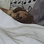 blanket, brown_dog, canine, comfort, covered, cozy, cute, dog, fur, home, indoor, music_notes, nap, peaceful, pet, pillow, relaxing, resting, sleeping, soft