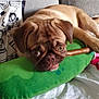 Paupiette a rejoint le concours — aidez-le/la à gagner de superbes lots ! animal, brown, couch, cozy, cute, dog, expression, eyes, face, fur, green, indoor, laying, musical_notes, pet, pillow, plush_toy, pug, resting, wrinkles
