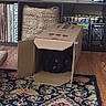 Silas is registered to the contest to win money with this photo: dog, black_dog, cardboard_box, rug, living_room, bookshelf, basket, game_controller, wooden_floor, book, patterned_rug, pet, indoor, curious, peeking, box, furniture, shelf, home, animal