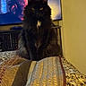 Silas joined the competition — help win amazing prizes! cat, black_cat, fluffy, yellow_eyes, indoor, quilt, patterned_quilt, television, screen, bearded_man, furniture, bed, cozy, pet, animal, sitting, close_up, domestic_cat, home, portrait