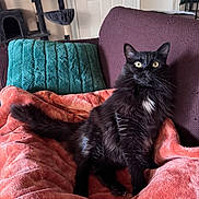 Silas is registered to the contest to win money with this photo: cat, black_cat, pet, feline, indoor, couch, blanket, pillow, furniture, relaxing, animal, cute, fluffy, yellow_eyes, cozy, living_room, cat_tree, home, resting, domestic_animal