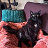 cat, black_cat, pet, feline, indoor, couch, blanket, pillow, furniture, relaxing, animal, cute, fluffy, yellow_eyes, cozy, living_room, cat_tree, home, resting, domestic_animal