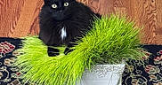 Silas joined the competition — help win amazing prizes! cat, black_cat, fluffy, green_grass, plant_pot, indoor, wooden_floor, rug, curious, pet, animal, feline, sitting, houseplant, decor, leafy, white_patch, close_up, domestic, cozy