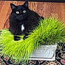 cat, black_cat, fluffy, green_grass, plant_pot, indoor, wooden_floor, rug, curious, pet, animal, feline, sitting, houseplant, decor, leafy, white_patch, close_up, domestic, cozy