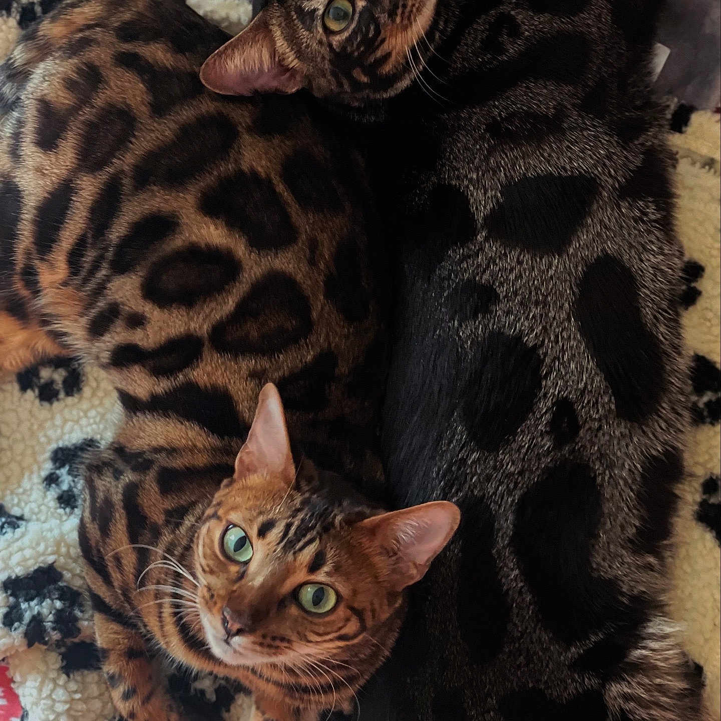 Vinland Et Vador participe au concours pour gagner de l'argent avec cette photo : animal, bengal_cat, blanket, cat, close_up, companion, cozy, cute, domestic_cat, ears, feline, fur, green_eyes, indoor, looking_up, pattern, pets, resting, spotted_fur, whiskers