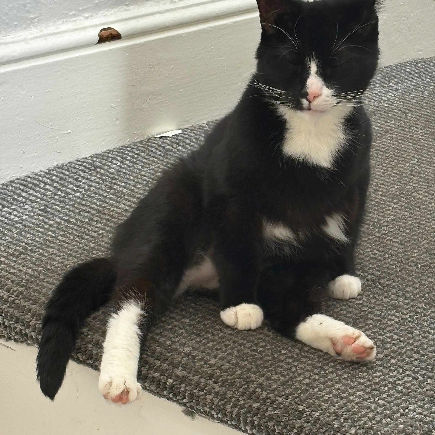 Gizmo joined the competition — help win amazing prizes! animal, black_and_white, carpet, cat, closed_eyes, cute, domestic, feline, fur, indoor, paw, pet, pink_nose, relaxed, resting, sitting, stair, tail, tuxedo_cat, whiskers