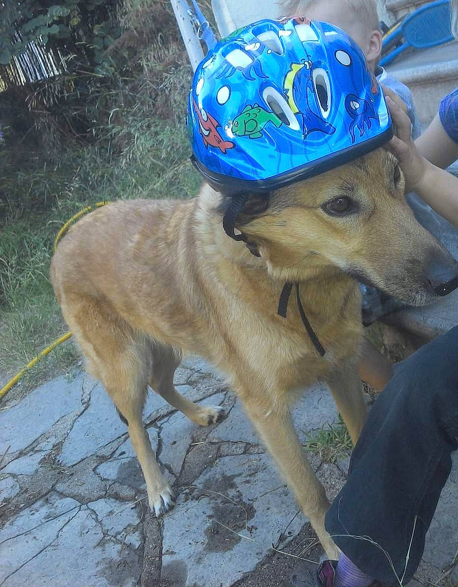 Knel participe au concours pour gagner de l'argent avec cette photo : bicycle_helmet, bicycles_equipment_and_supplies, cap, carnivore, companion_dog, dog, dog_breed, dog_clothes, dog_supply, electric_blue, fashion_accessory, fawn, hat, helmet, leash, personal_protective_equipment, plant, snout, sporting_group, working_animal