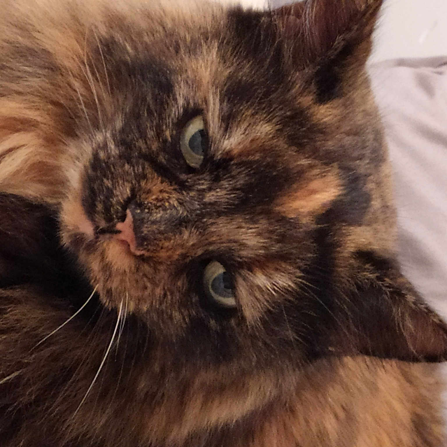 Minette