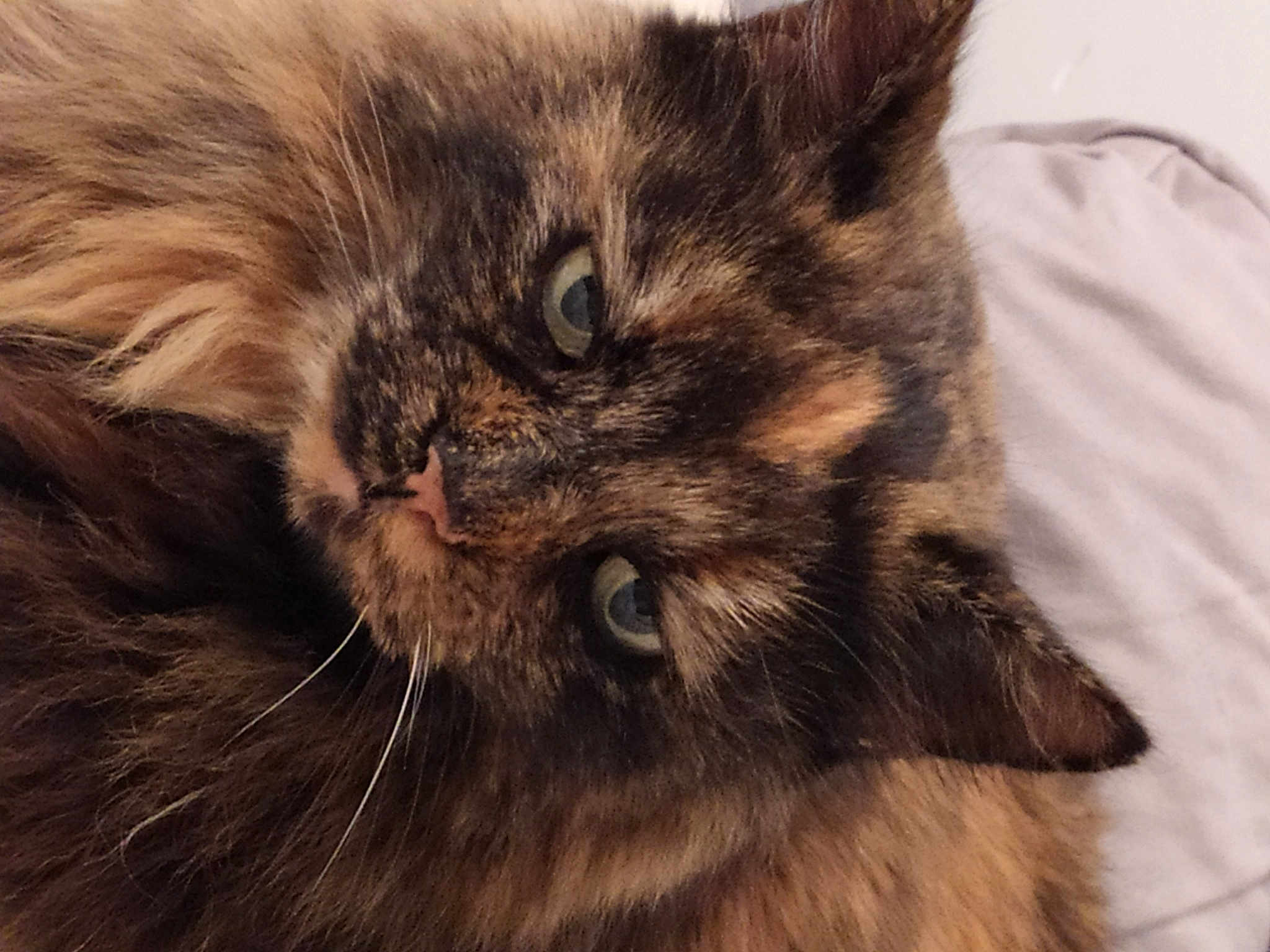 Minette