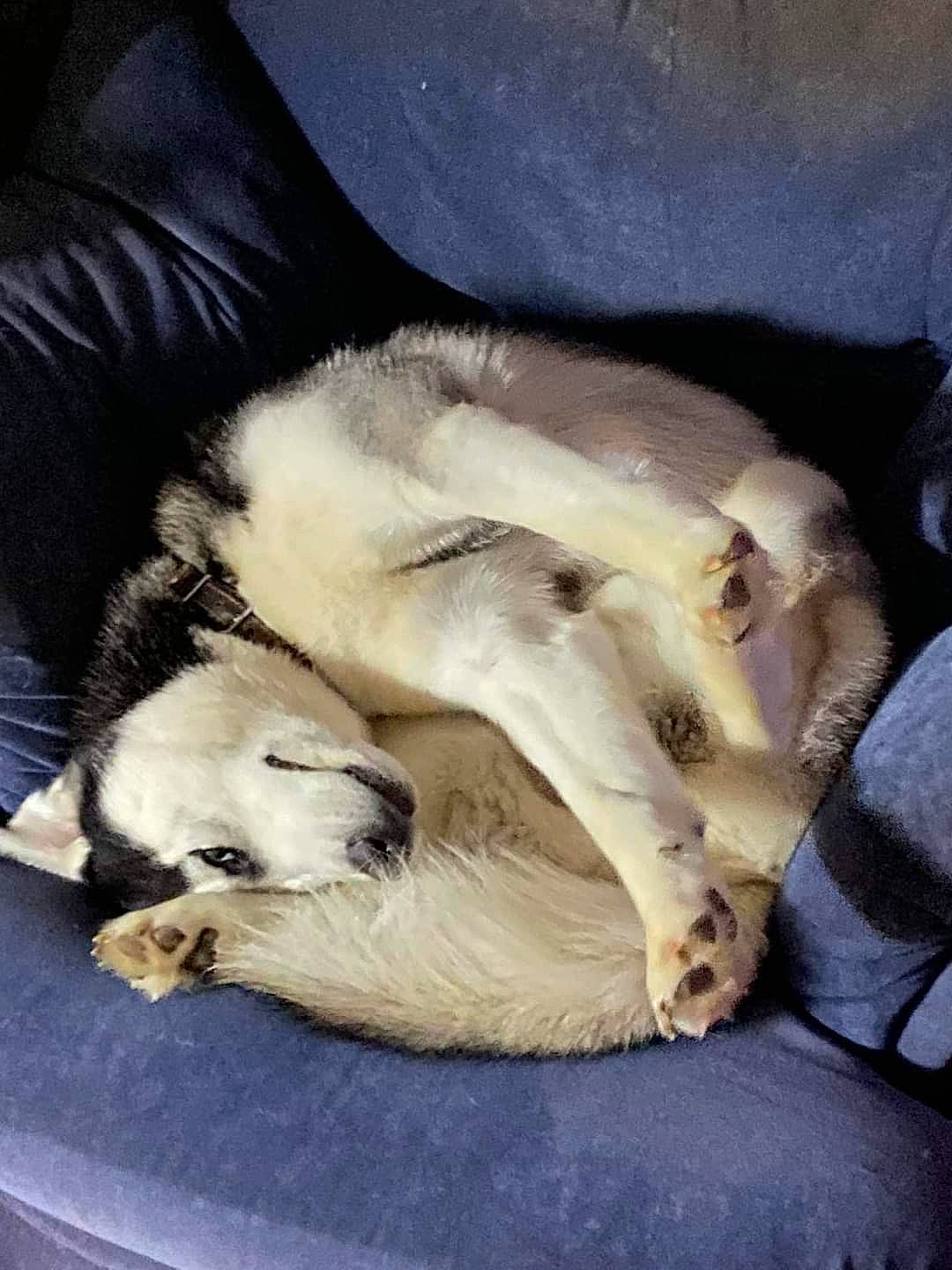 Blue is registered to the contest to win money with this photo: canidae, carnivore, claw, comfort, companion_dog, dog, dog_breed, fawn, felidae, fur, nap, non_sporting_group, paw, puppy_love, small_to_medium_sized_cats, snout, sporting_group, tail, terrestrial_animal, whiskers