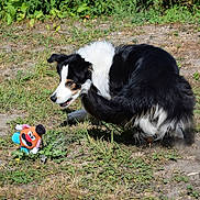 Tango a rejoint le concours — aidez-le/la à gagner de superbes lots ! dog, black_and_white, scratching, outdoor, grass, toy, playful, fur, pet, nature, sunlight, greenery, animal, canine, paw, scratching_ear, daylight, ground, play, cute