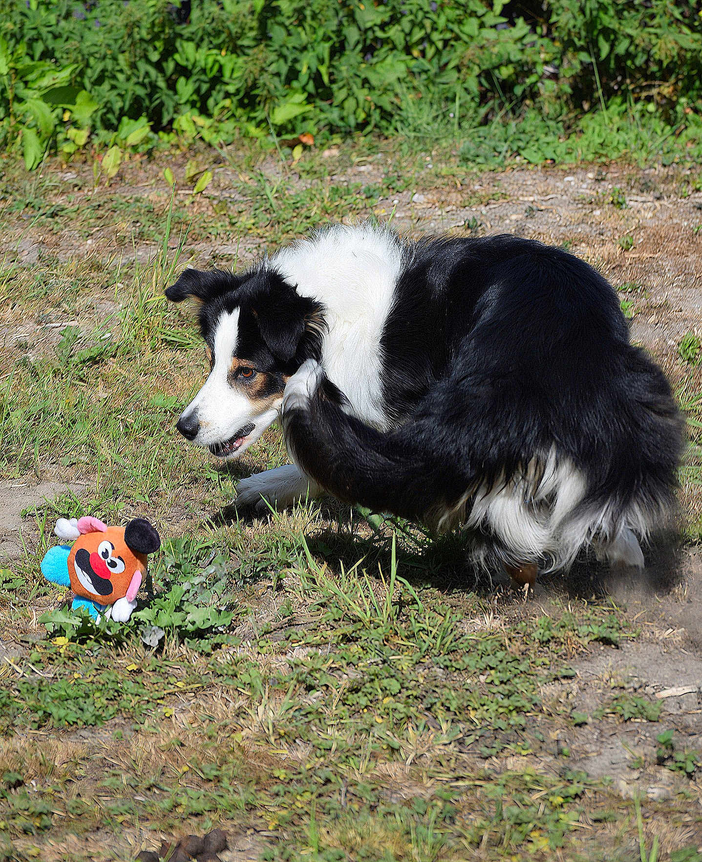 Tango a rejoint le concours — aidez-le/la à gagner de superbes lots ! dog, black_and_white, scratching, outdoor, grass, toy, playful, fur, pet, nature, sunlight, greenery, animal, canine, paw, scratching_ear, daylight, ground, play, cute