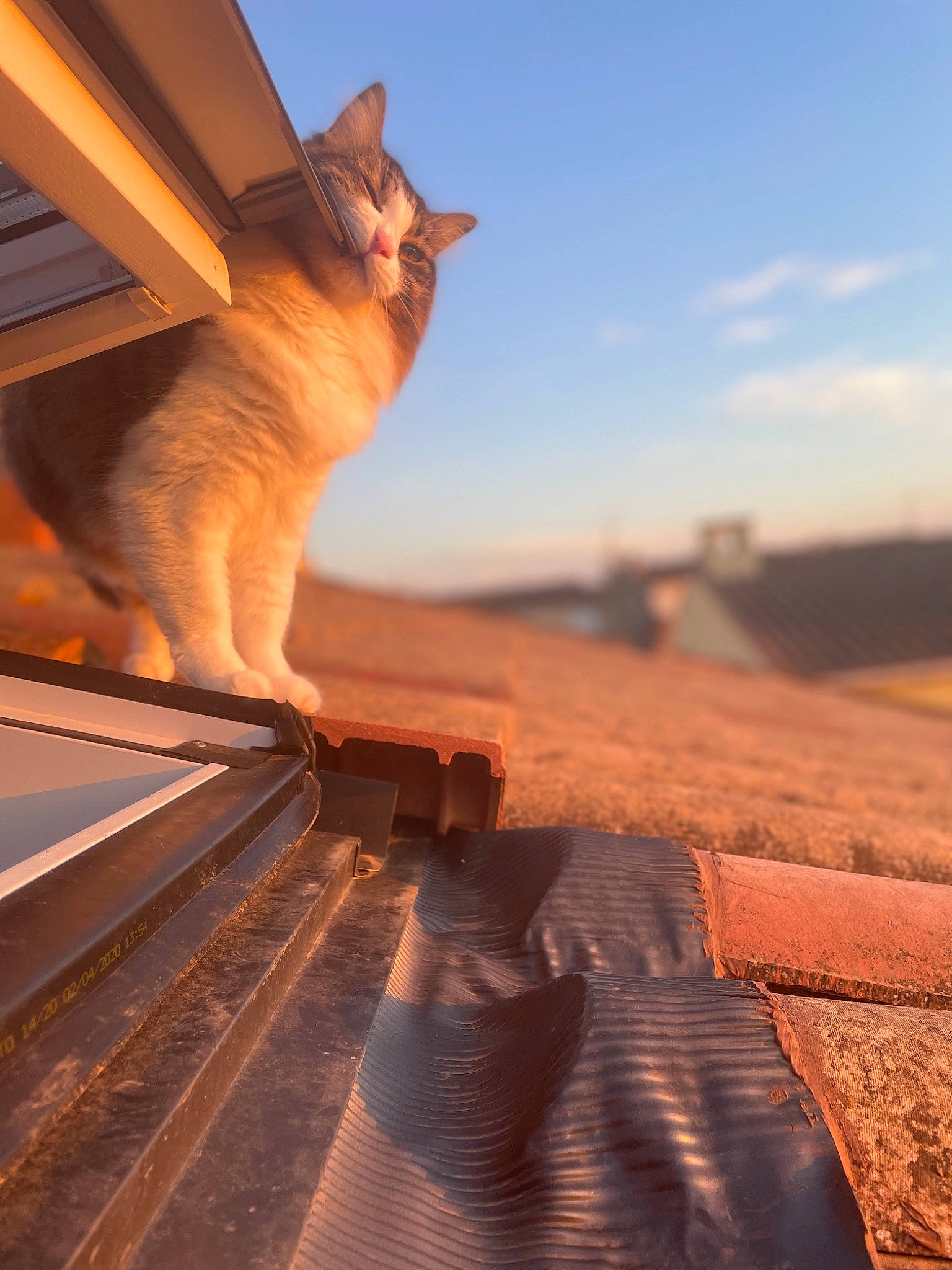 Hippie a rejoint le concours — aidez-le/la à gagner de superbes lots ! carnivore, cat, cloud, domestic_short_haired_cat, fawn, felidae, hardwood, heat, landscape, orange, roof, sky, small_to_medium_sized_cats, snout, stairs, tail, tints_and_shades, whiskers, window, wood