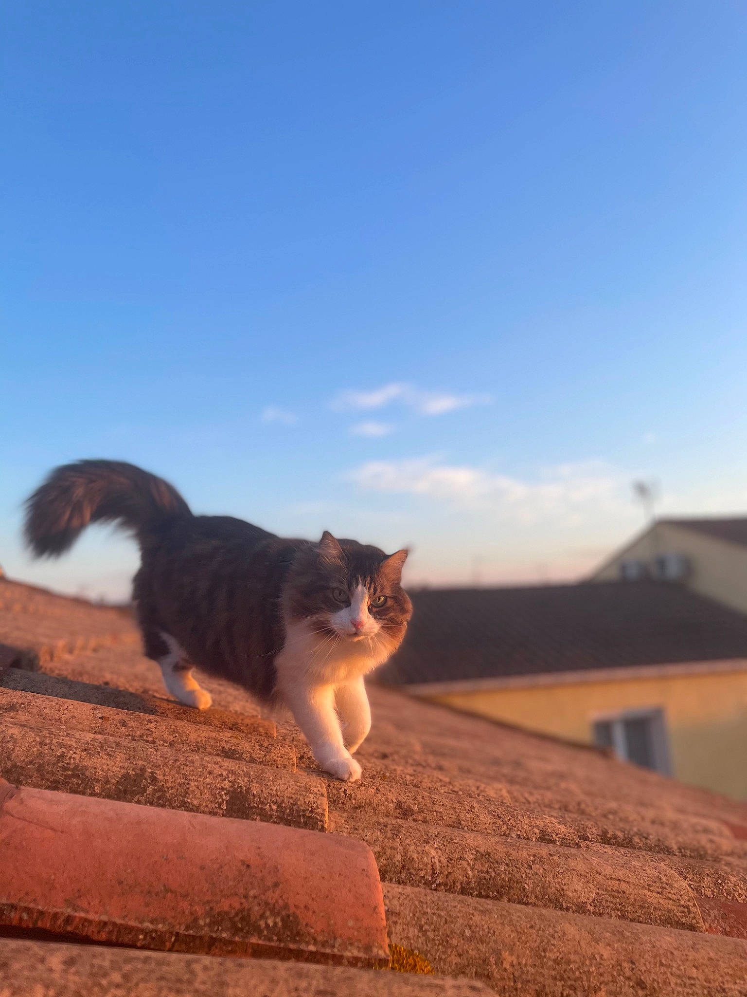 Hippie participe au concours pour gagner de l'argent avec cette photo : carnivore, cat, cloud, domestic_short_haired_cat, fawn, felidae, fur, grass, landscape, plant, roof, sand, shadow, sky, small_to_medium_sized_cats, sunlight, tail, tints_and_shades, whiskers, wood