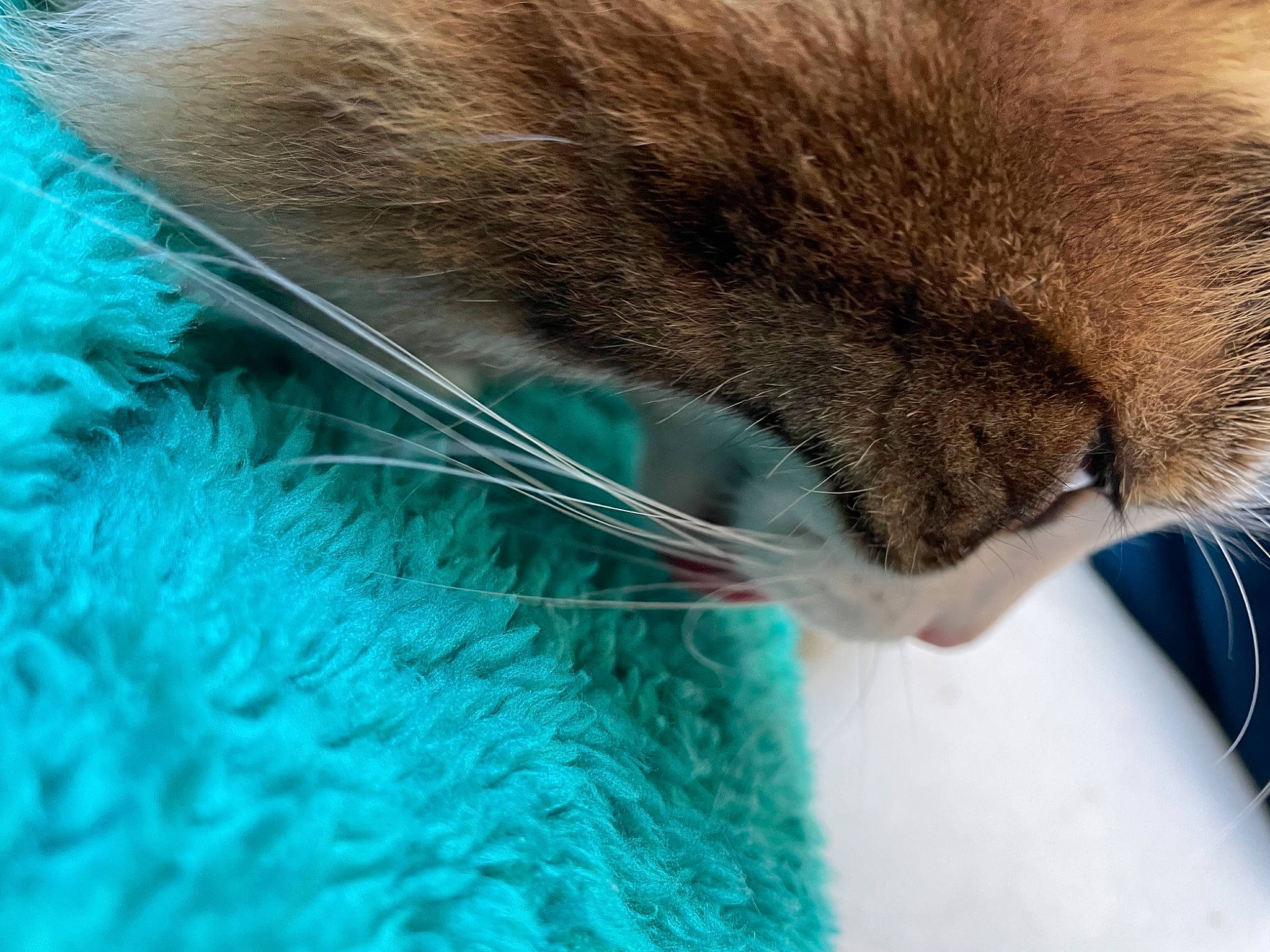 Hippie participe au concours pour gagner de l'argent avec cette photo : azure, carnivore, cat, cat_supply, claw, close_up, comfort, electric_blue, fawn, felidae, fur, nap, natural_material, organism, siamese, small_to_medium_sized_cats, snout, tail, whiskers, wildlife