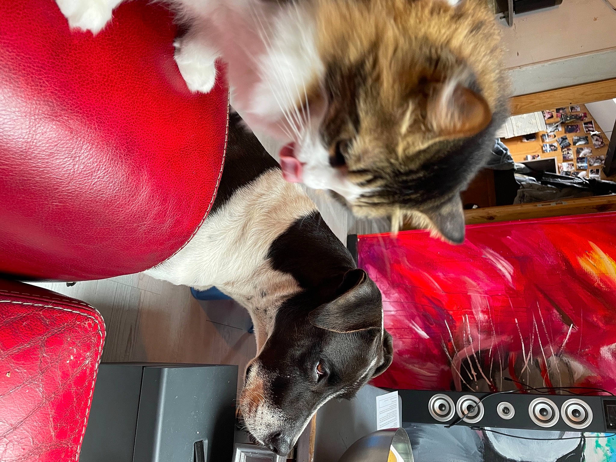 Nestta a rejoint le concours — aidez-le/la à gagner de superbes lots ! automotive_design, canidae, carmine, carnivore, cat, comfort, companion_dog, dog_breed, event, fawn, felidae, fur, magenta, motor_vehicle, small_to_medium_sized_cats, snapshot, snout, sporting_group, tail, whiskers