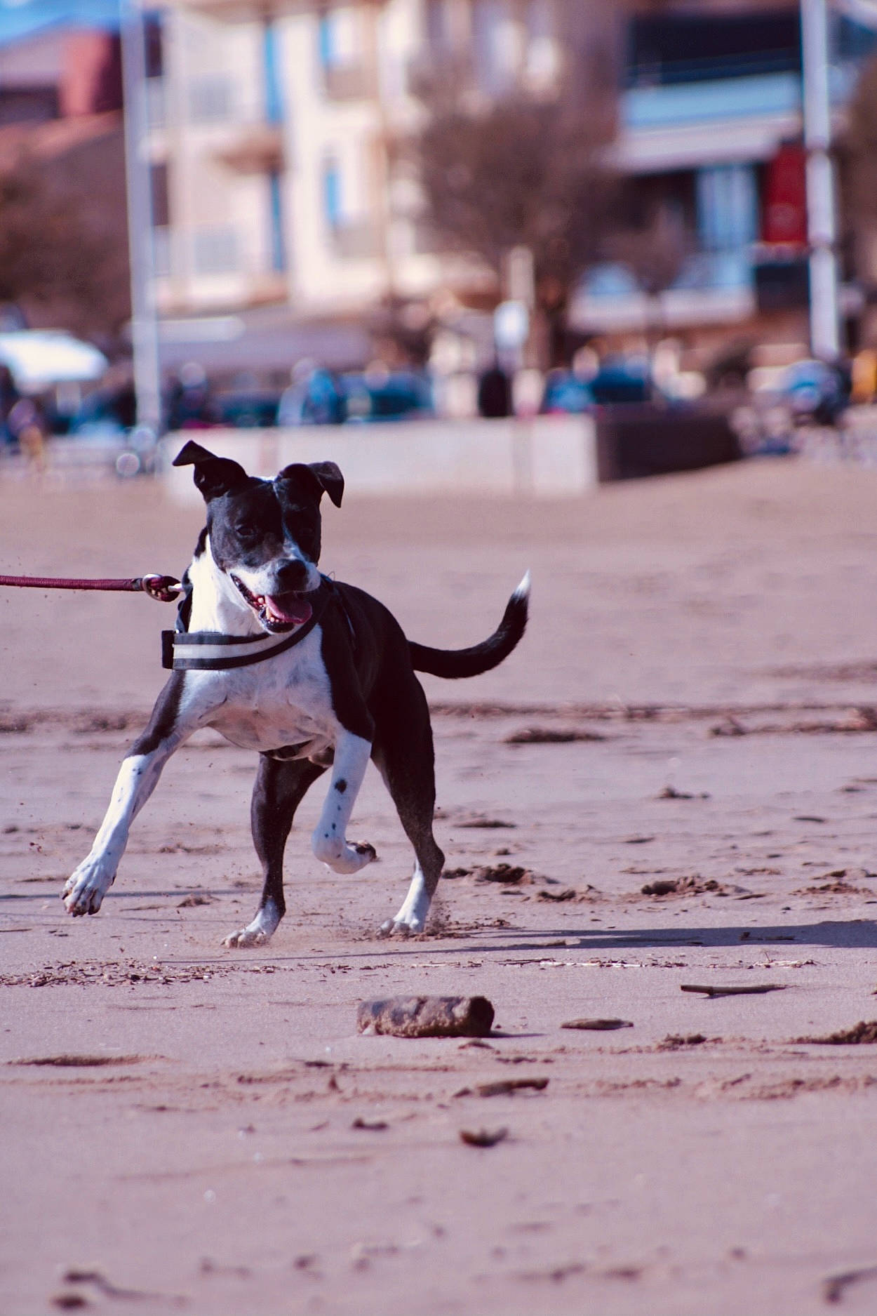 Nestta a rejoint le concours — aidez-le/la à gagner de superbes lots ! ball, beach, canidae, carnivore, collar, companion_dog, dog, dog_breed, dog_collar, dog_supply, dog_walking, fawn, leash, pet_supply, sand, shadow, snout, sporting_group, tail, working_animal