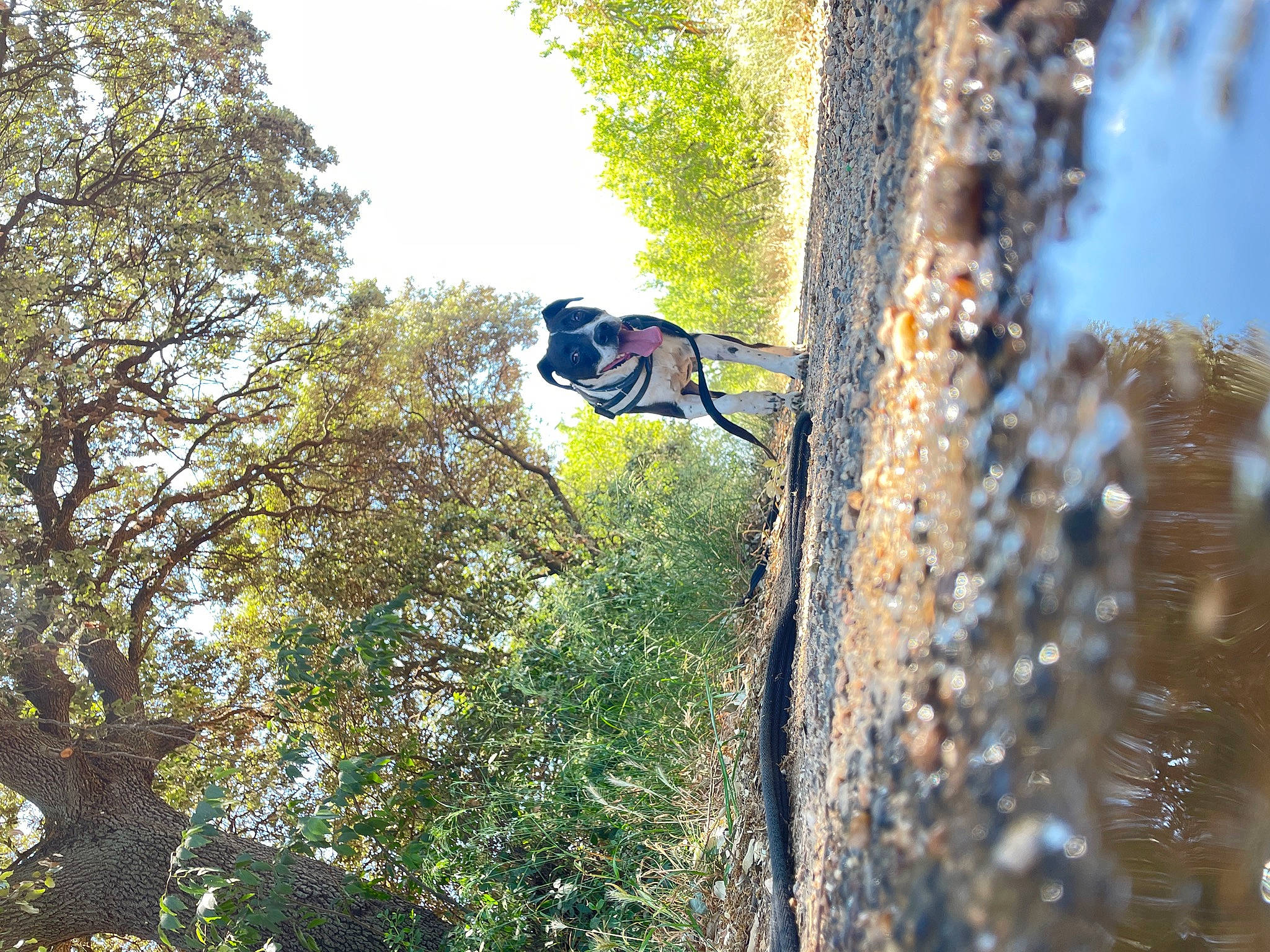 Nestta a rejoint le concours — aidez-le/la à gagner de superbes lots ! adventure, beak, biome, branch, electric_blue, extreme_sport, forest, grass, jungle, northern_hardwood_forest, plant, sky, soil, temperate_broadleaf_and_mixed_forest, tree, trunk, twig, wildlife, wood, woodland