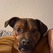 Kyle is registered to the contest to win money with this photo: animal_face, bedding, bedroom, blanket, brown_fur, canine, close_up, dog, ears, expressive_eyes, human_hand, indoor, looking_at_camera, nose, pet, portrait, relaxed, snout, textured_wall, whiskers