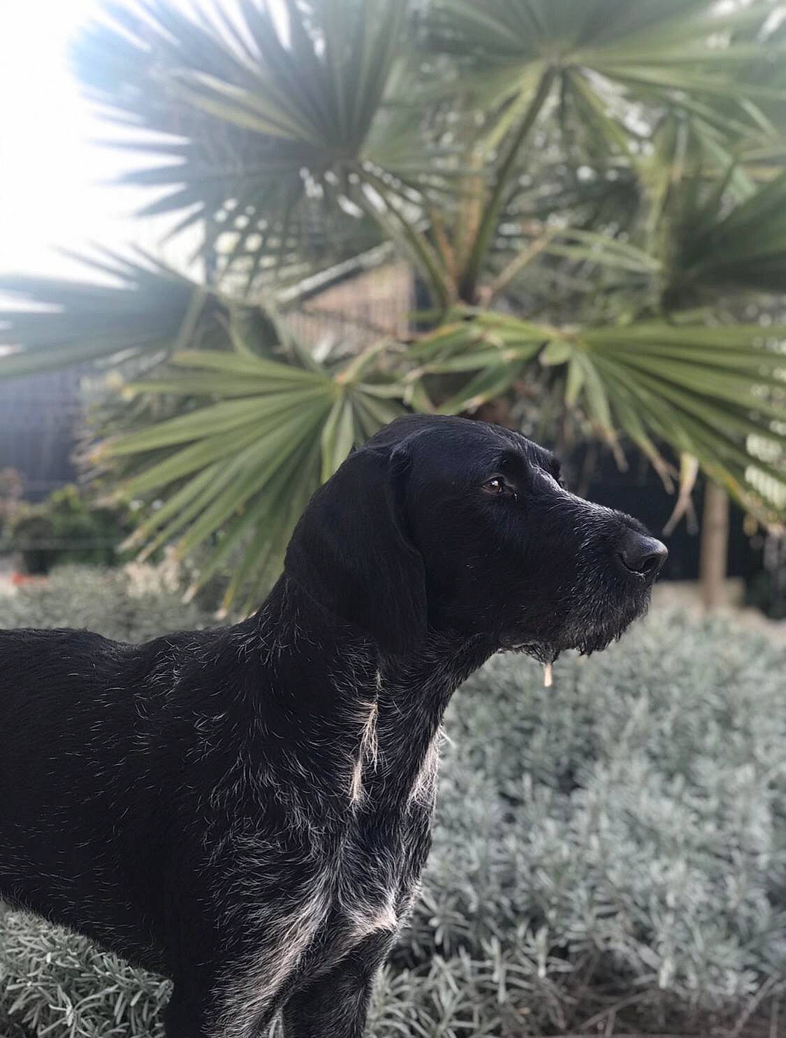 Gaston a rejoint le concours — aidez-le/la à gagner de superbes lots ! arecales, borador, carnivore, companion_dog, dog, dog_breed, fawn, grass, gun_dog, landscape, palm_tree, plant, sky, sporting_group, tail, terrestrial_animal, tints_and_shades, tree, whiskers, working_animal
