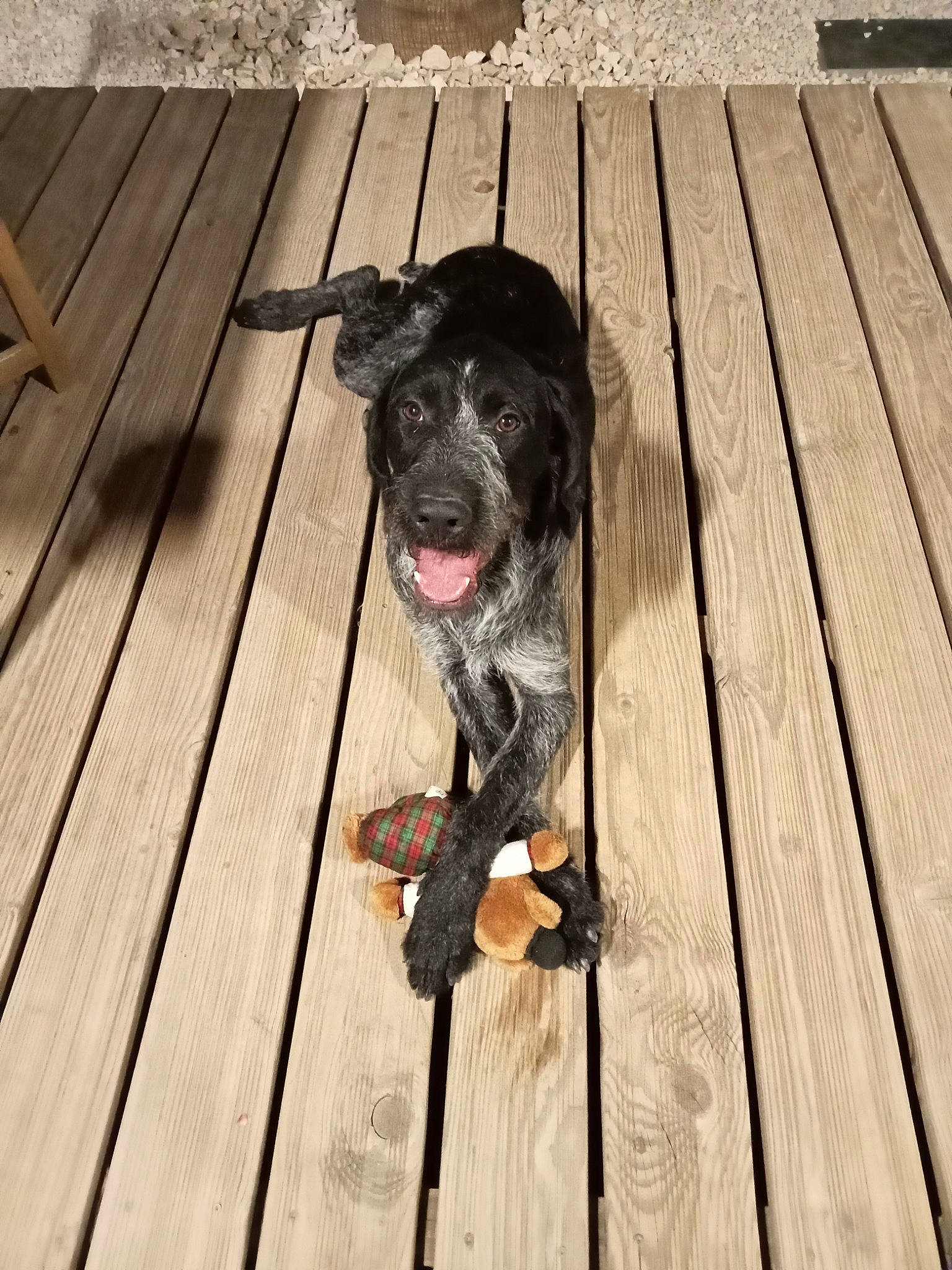 Gaston participe au concours pour gagner de l'argent avec cette photo : borador, canidae, carnivore, companion_dog, dog, dog_breed, fawn, flooring, fur, guard_dog, hardwood, pet_supply, plank, snout, sporting_group, toy_dog, wood, wood_flooring, wood_stain, working_animal