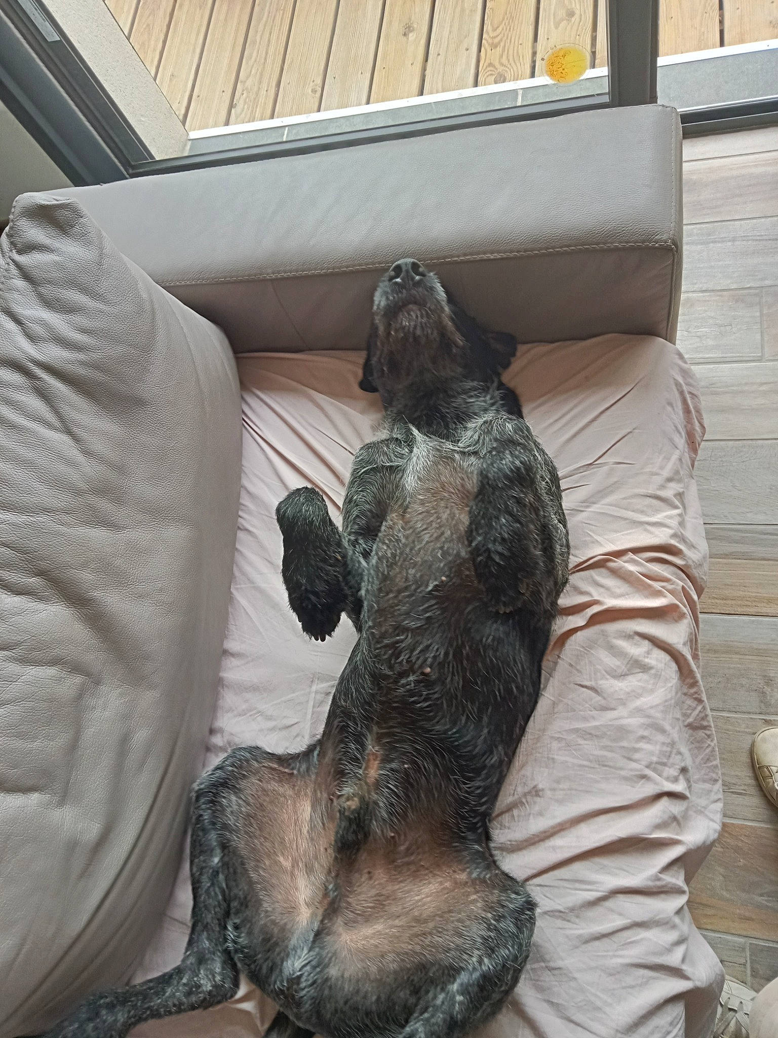 Gaston a rejoint le concours — aidez-le/la à gagner de superbes lots ! art, auto_part, car_seat, car_seat_cover, comfort, dog_breed, felidae, fur, metal, monument, reptile, sculpture, statue, tail, terrestrial_animal, wood, working_animal