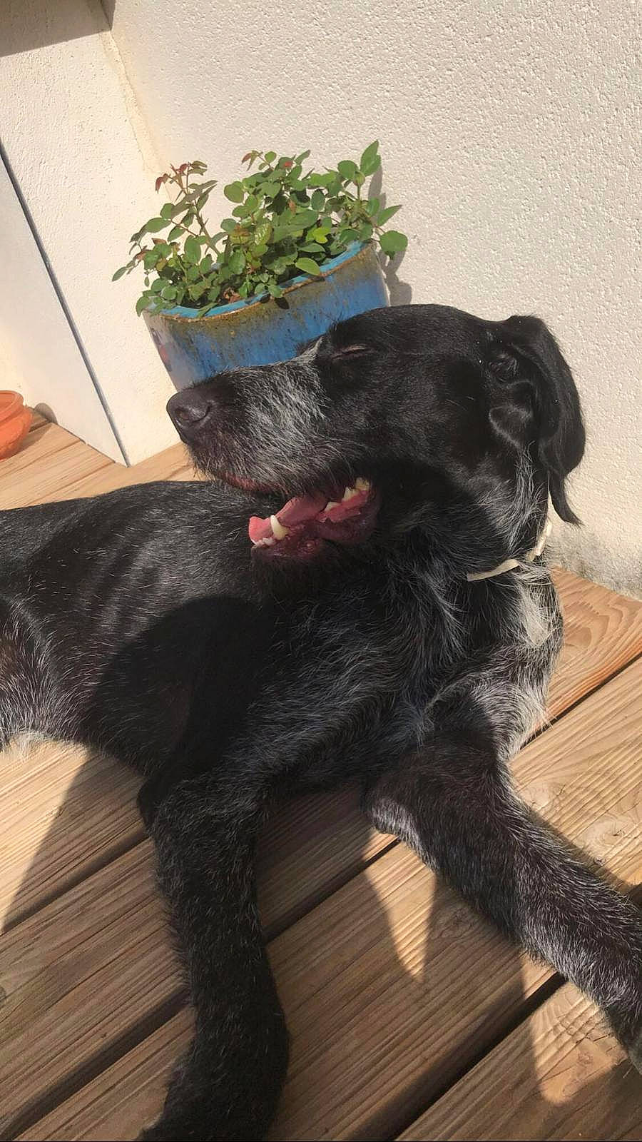 Gaston participe au concours pour gagner de l'argent avec cette photo : black_cat, borador, canidae, carnivore, companion_dog, dog, dog_breed, dog_collar, felidae, flowerpot, fur, gesture, houseplant, liver, plant, small_to_medium_sized_cats, snout, sporting_group, tail, working_animal