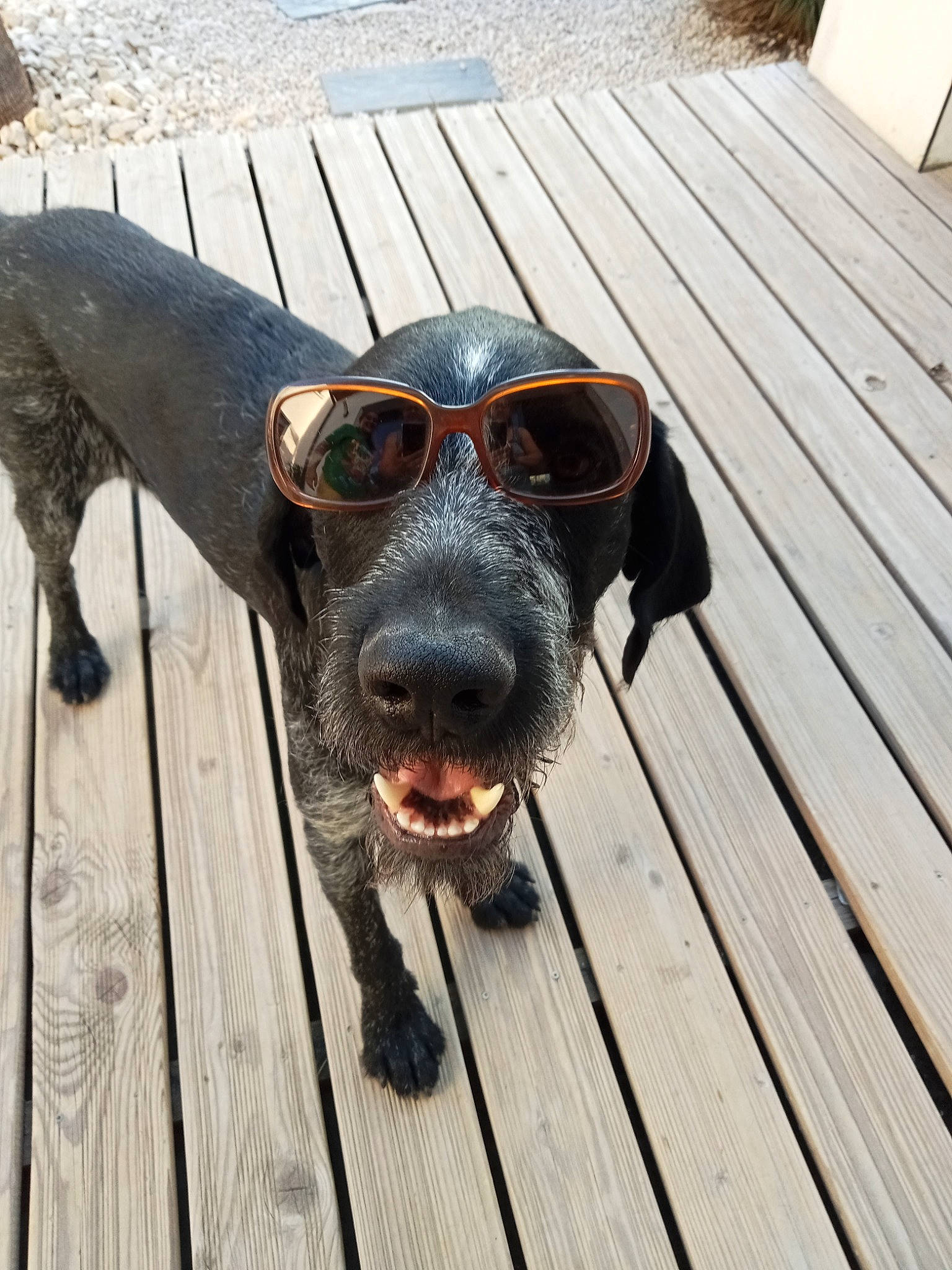 Gaston participe au concours pour gagner de l'argent avec cette photo : carnivore, collar, companion_dog, dog, dog_breed, dog_collar, eyewear, fawn, glasses, goggles, grey, liver, pet_supply, snout, sporting_group, sunglasses, vision_care, whiskers, wood, working_animal