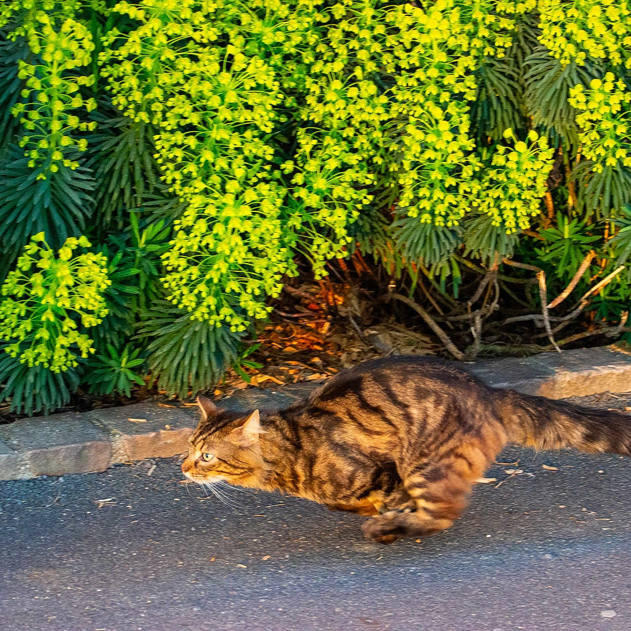 Neuvy participe au concours pour gagner de l'argent avec cette photo : abyssinian, animal, cat, flagstone, flower, grass, herbal, herbs, kitten, leaf, manx, nature, outdoors, path, pet, plant, road, tree, vegetation, walkway